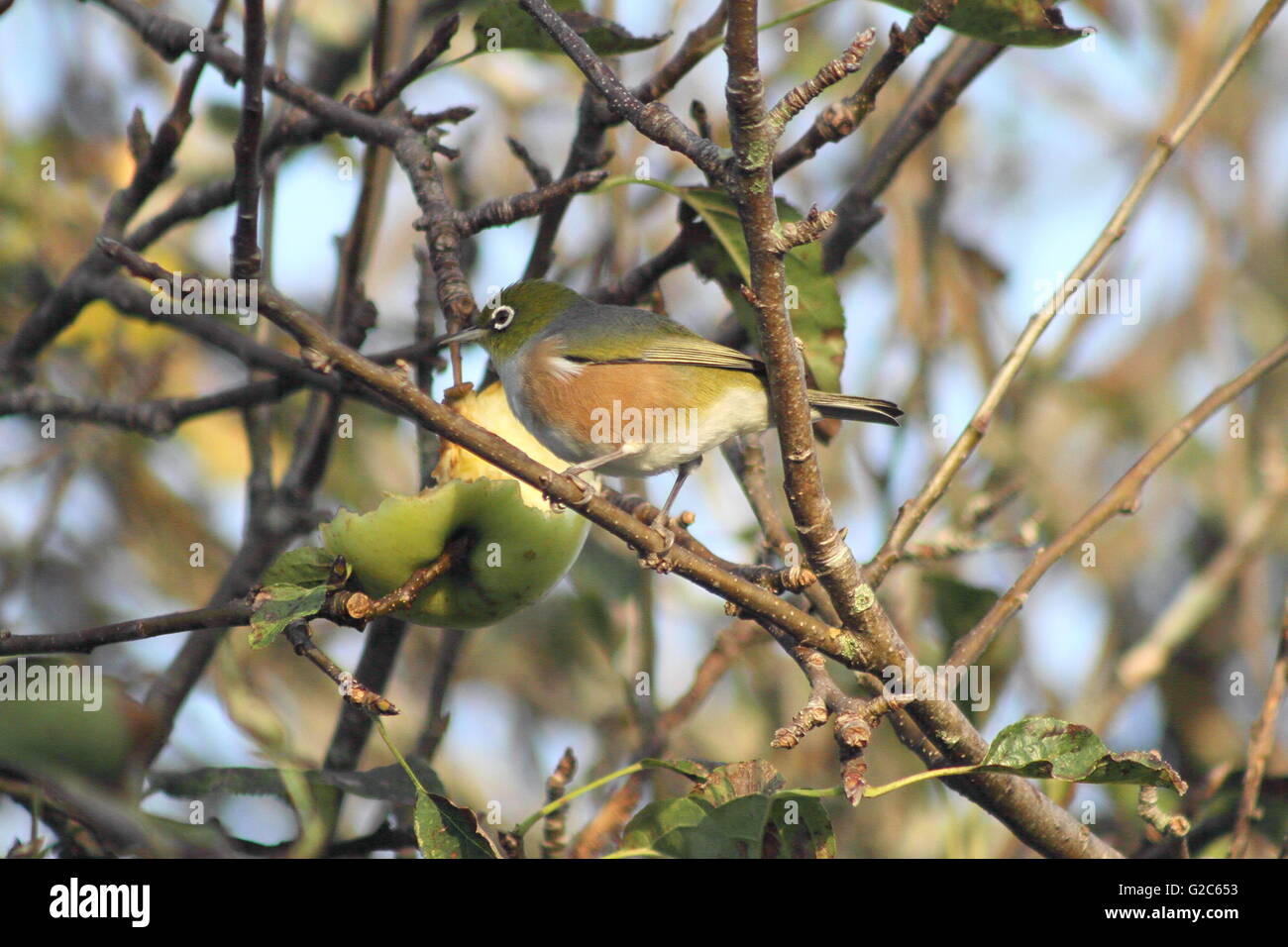 Pazifik (Zosterops Lateralis) Fütterung auf einem grünen Apfel Stockfoto