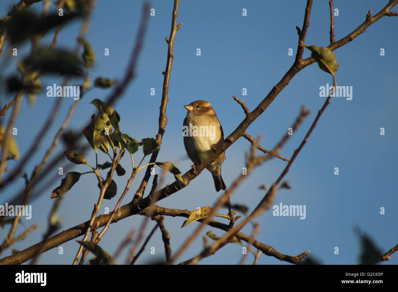 Ein Haussperling (Passer Domesticus) vorbeischauen, Barsch auf einem Ast Stockfoto