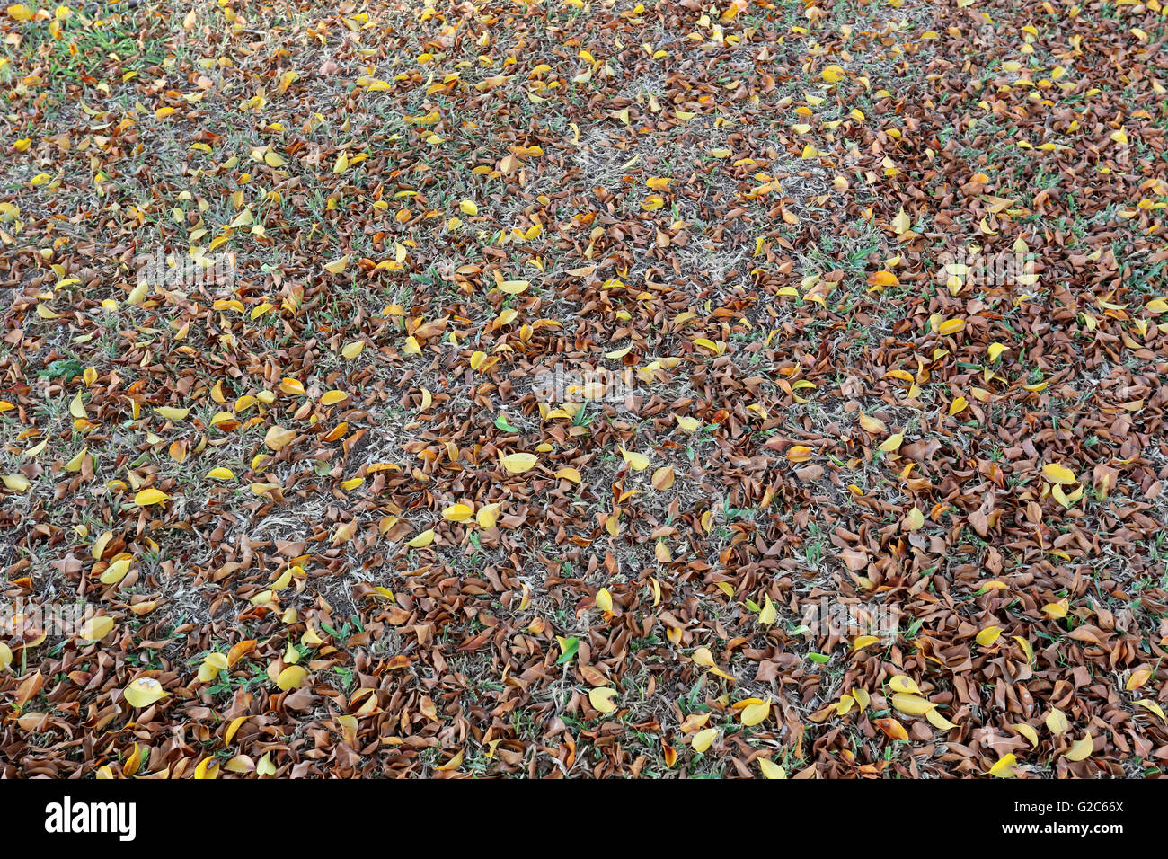 Herbstlaub auf dem Rasen für natürlichen Hintergrund. Stockfoto