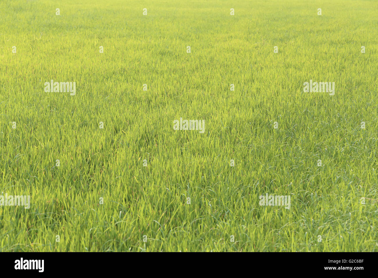 Grüne Reisfelder in der Regenzeit für Hintergrund-Natur-Design. Stockfoto