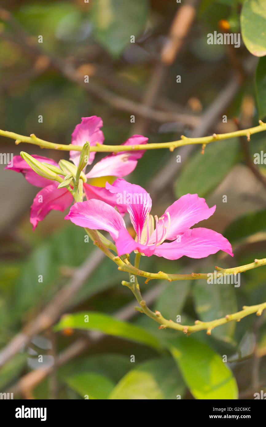 Schmetterling Baum und haben rosa Blume Blüte in den Garten, tropische Pflanzen in Thailand. Stockfoto