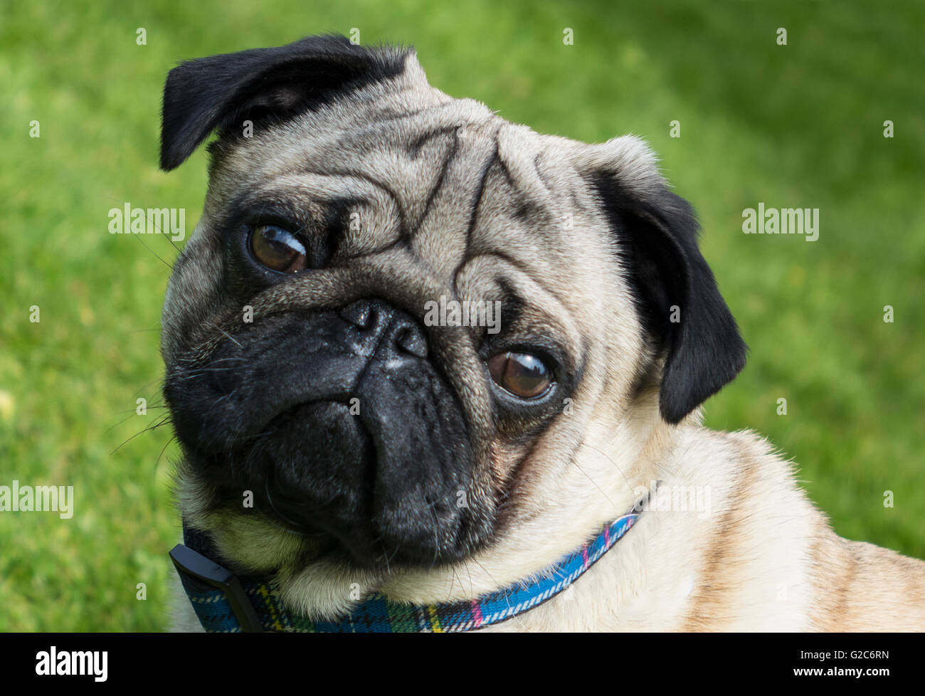 Mops hunderasse Fotos und Bildmaterial in hoher Auflösung Alamy