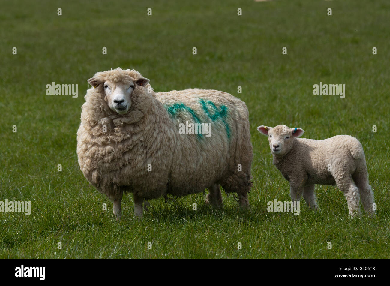 Cheviot Schafe mit Lamm Stockfoto