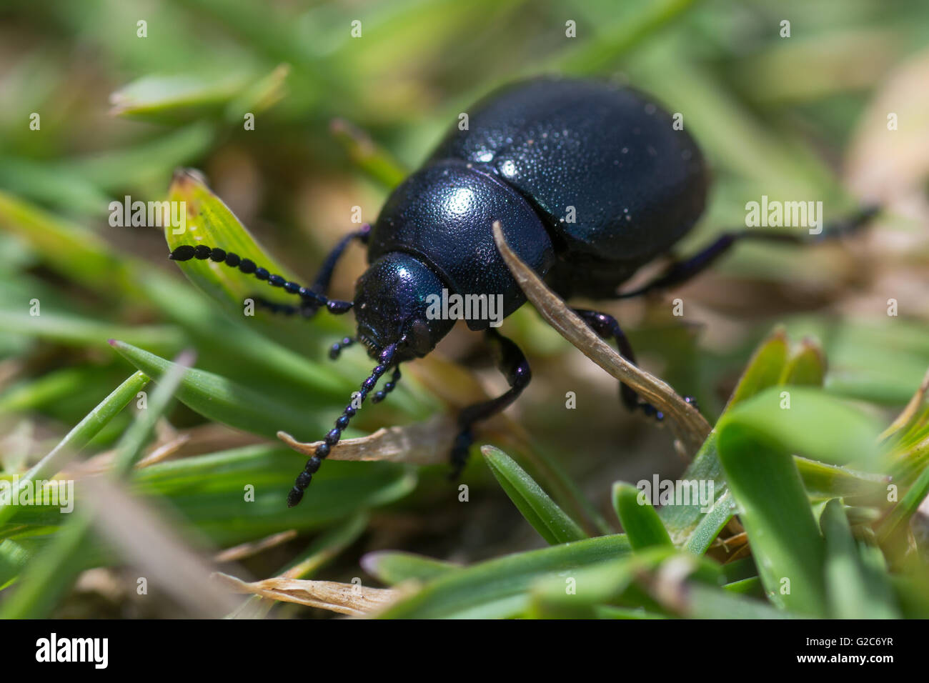 Kleine blutige Nase Käfer (Timarcha Goettingensis). Ein flugunfähigen Käfer in der Familie Crysomelidae, die Blätter und Samen Käfer Stockfoto