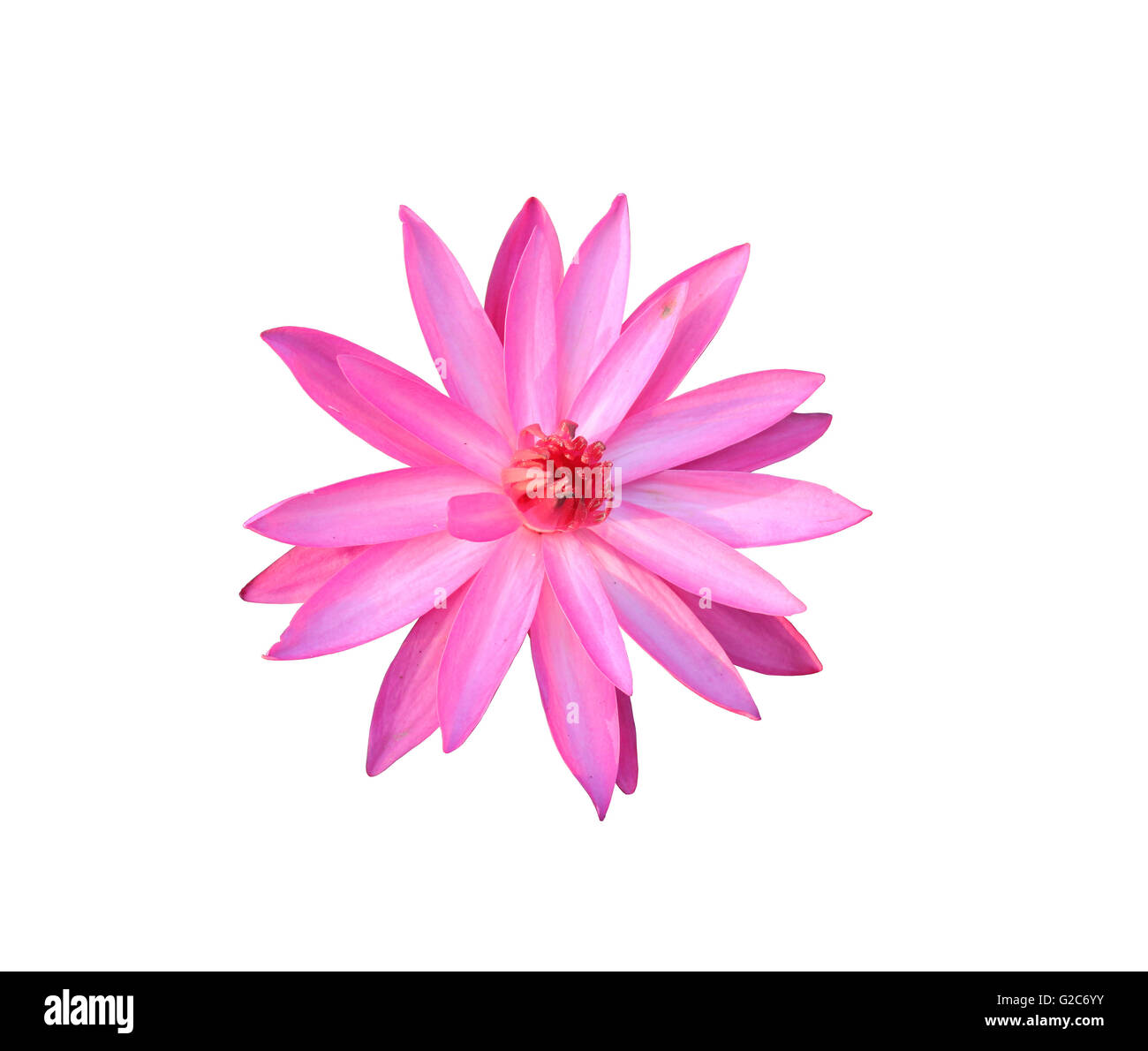 Pink Lotus isoliert auf weißem Hintergrund und Beschneidungspfade haben. Stockfoto