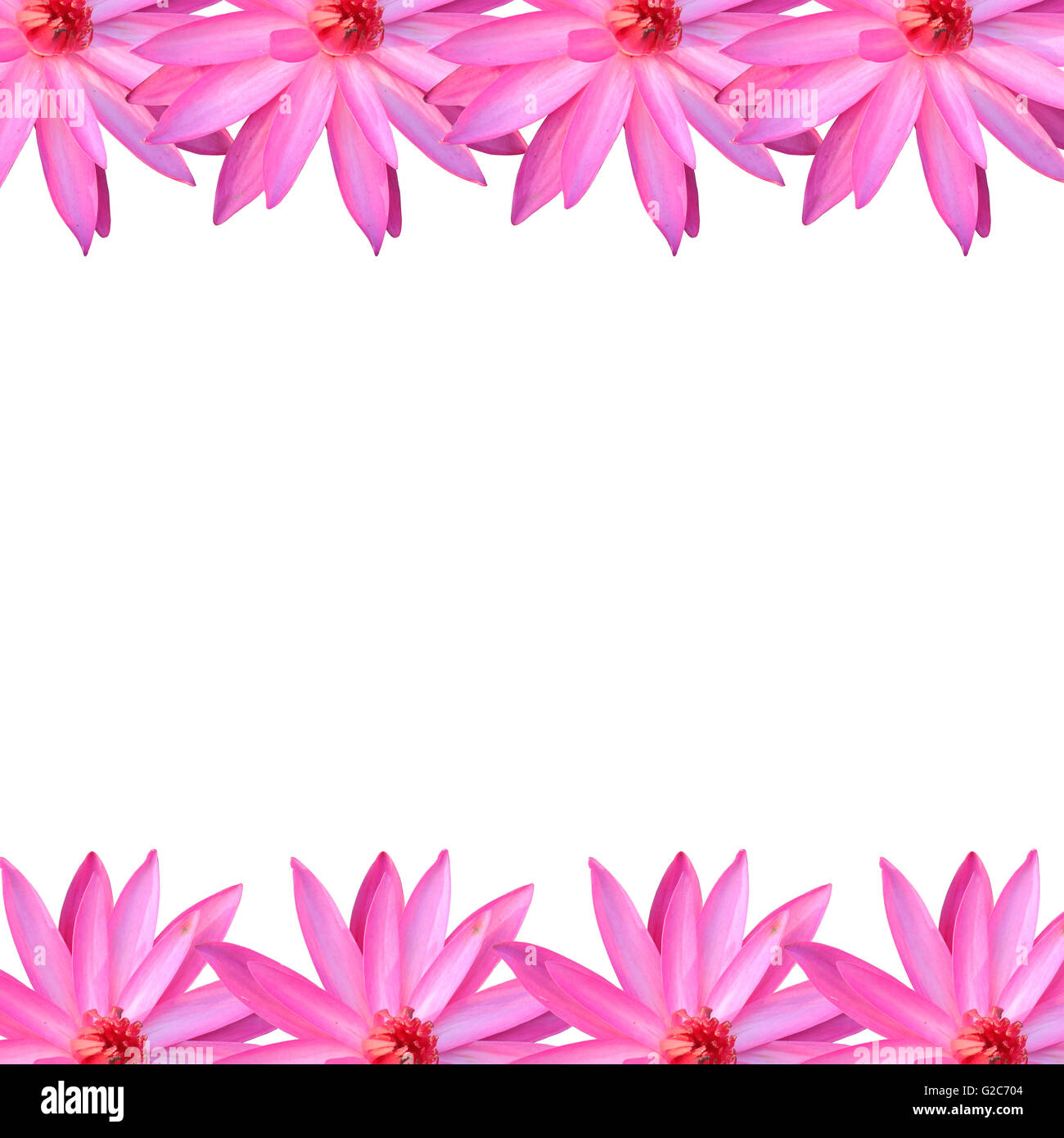 Frame rosa Lotus isoliert auf weißem Hintergrund für Design im Konzept der Natur. Stockfoto