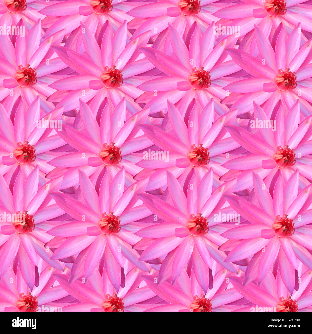 Pink Lotus für die Design-Hintergrund im Konzept der Natur. Stockfoto