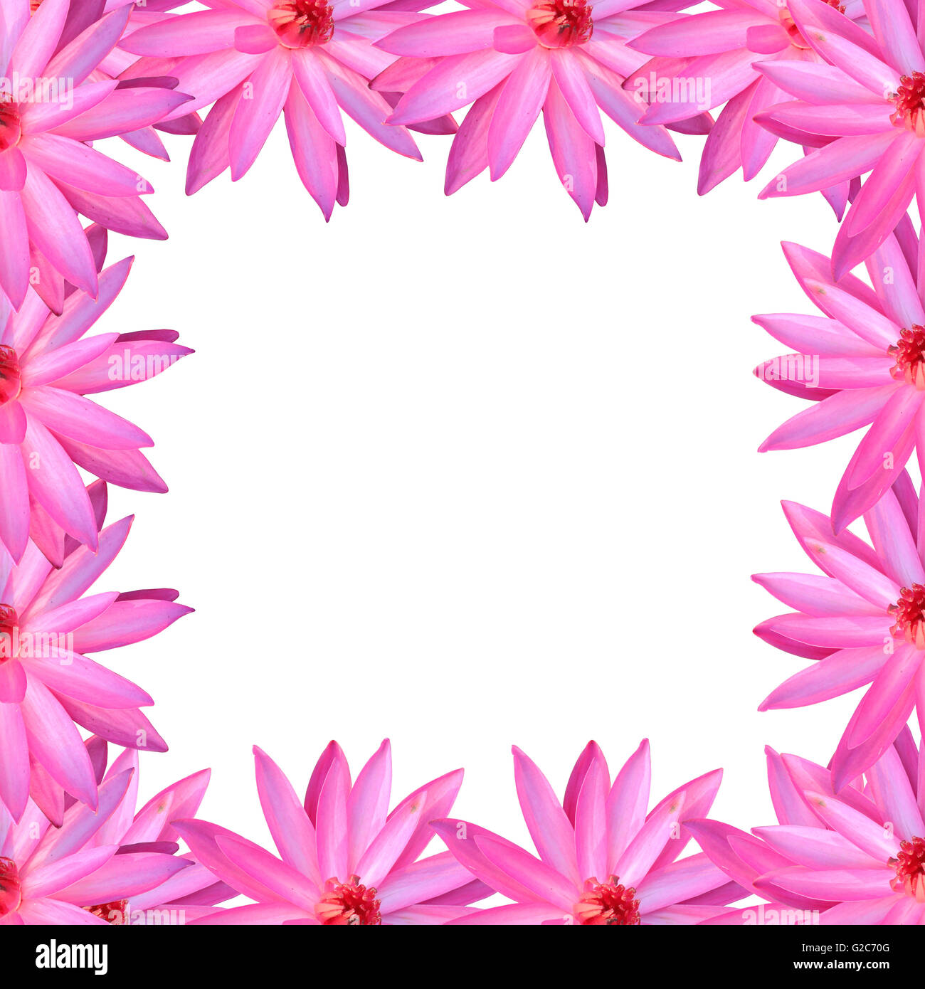 Frame rosa Lotus isoliert auf weißem Hintergrund für Design im Konzept der Natur. Stockfoto