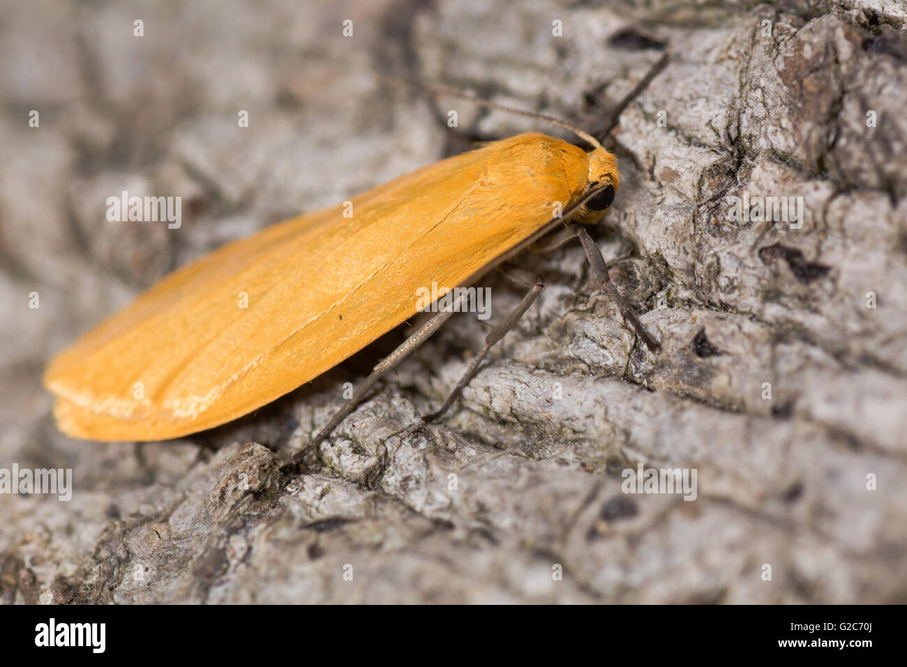 Orange Lackei Motte (Eilema Sororcula). Bunten Insekten in der Familie Erebidae, verbunden mit buchen- und Eichenwälder Stockfoto