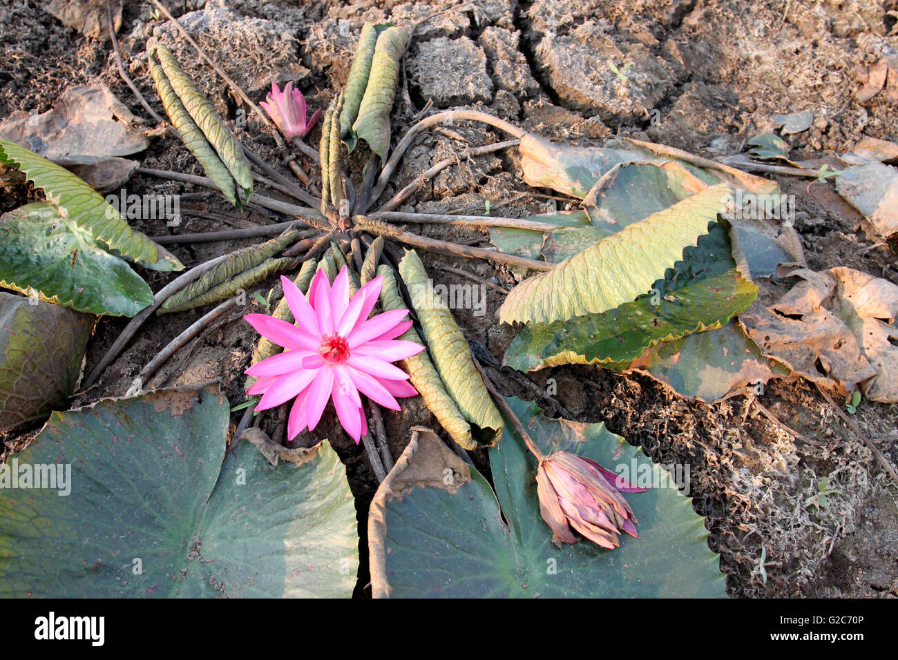 Pink Lotus Blüte morgens auf das trockene Land, das Konzept der Dürre und Geduld. Stockfoto