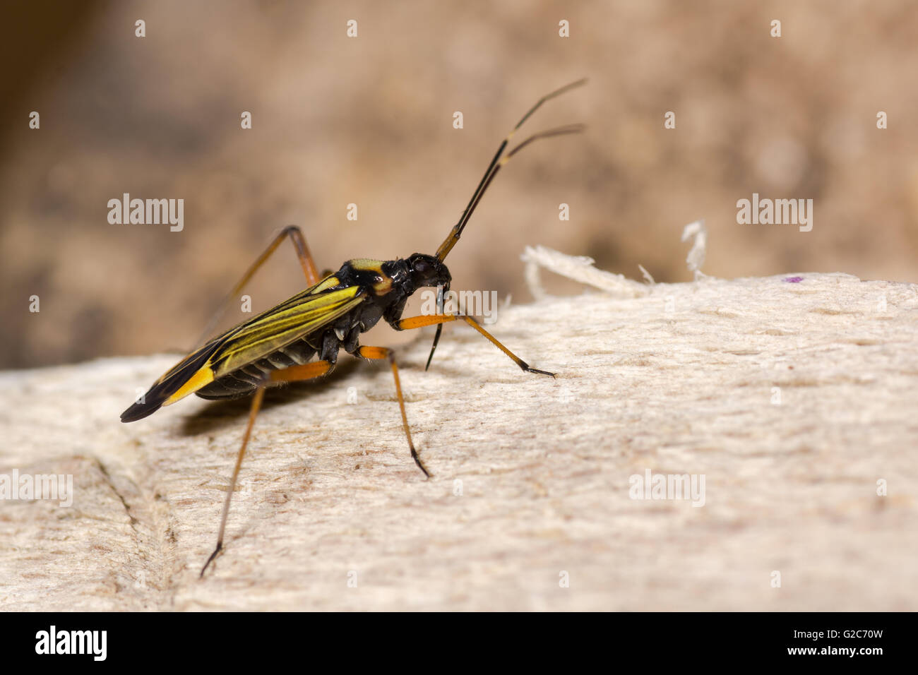 Miris Striatus Mirid Fehler. Ein bunter räuberischer True-Bug in der Familie Miridae, im Profil zeigen wies Rüssel Stockfoto