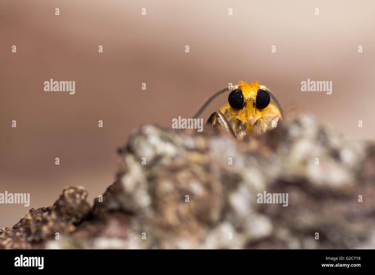 Orange Lackei Motte (Eilema Sororcula) Kopf von unten. Bunten Insekten in der Familie Erebidae, zeigt Facettenaugen Stockfoto