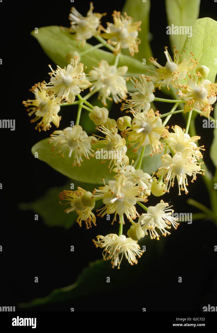 Blüten der Linde auf schwarzem Hintergrund Stockfoto