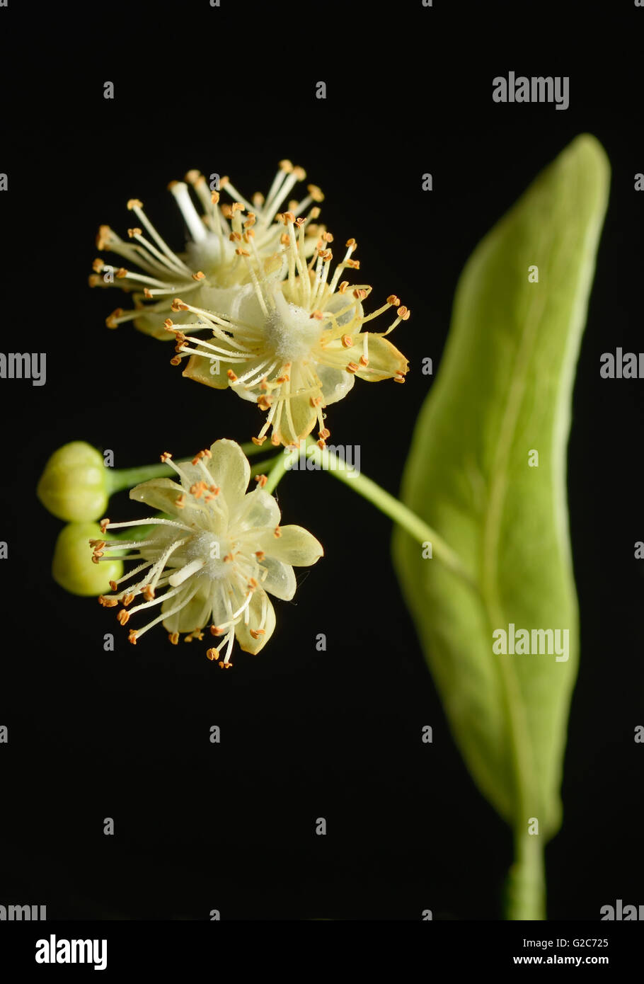 Blüten der Linde auf schwarzem Hintergrund Stockfoto