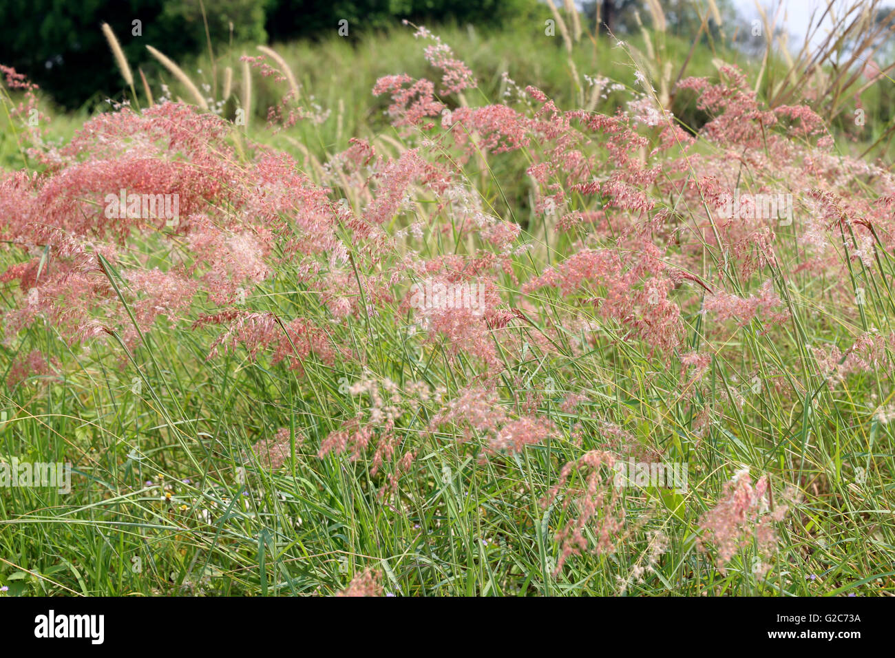 Grass Blume im Hinterhof für natürlichen Hintergrund-Design. Stockfoto