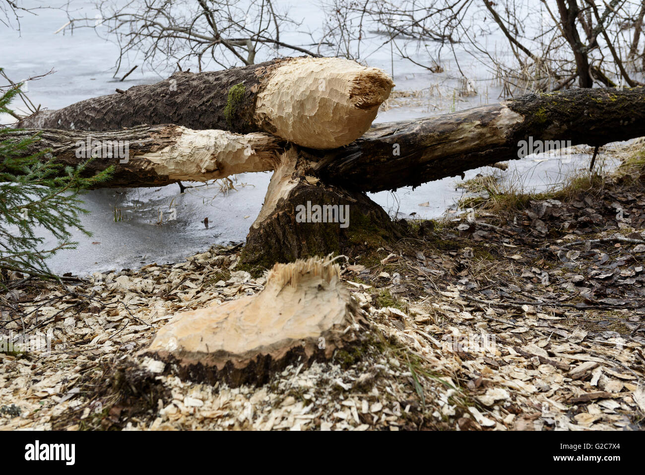 Biber schneiden Baum, Tyresta Nationalpark, Schweden Stockfoto