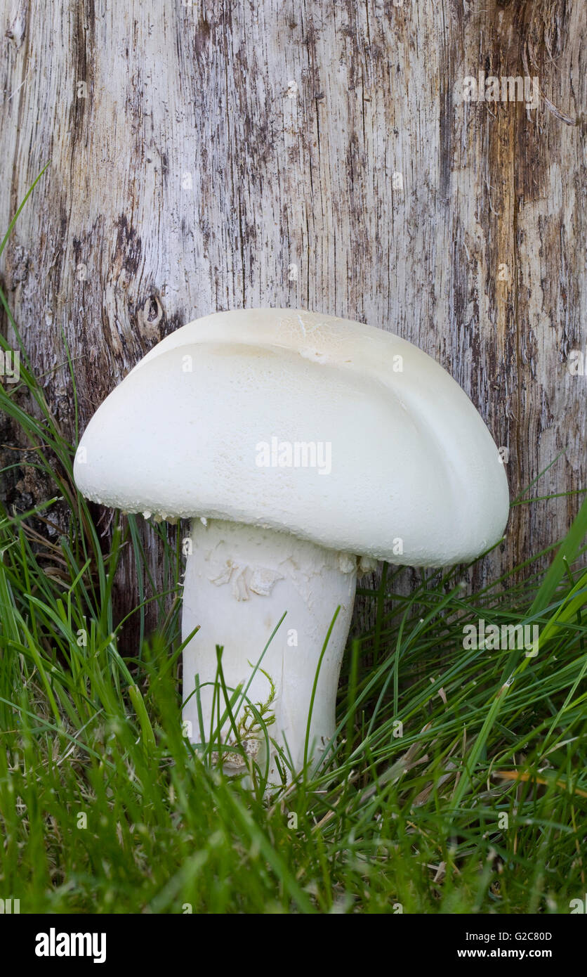 Ein Pferd Feld Pilz in freier Wildbahn Stockfoto