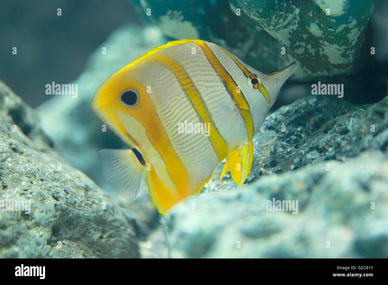 Kupfer-Banded Schmetterlingsfische im Meer. Stockfoto