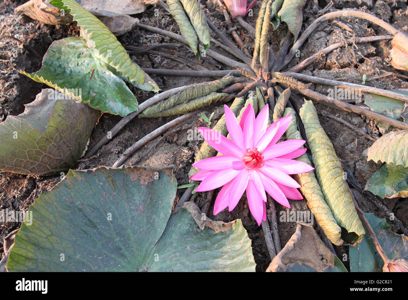 Pink Lotus Blüte morgens auf das trockene Land, das Konzept der Dürre und Geduld. Stockfoto