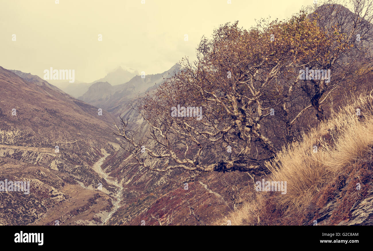 Birken wachsen an den Hängen des Bergtal. Stockfoto