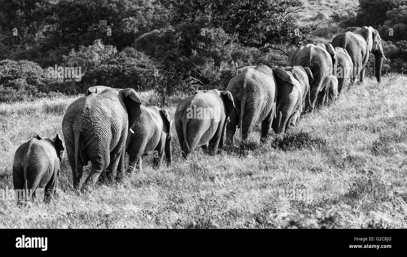 Eine Herde Elefanten Wandern in einer einzelnen Datei (Monochrom) Stockfoto