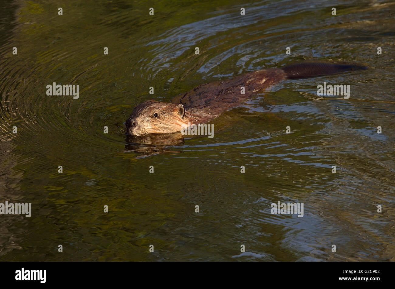 Einen jungen Biber "Castor-Canadenis", in einem dunklen Wasserbecken schwimmen Stockfoto