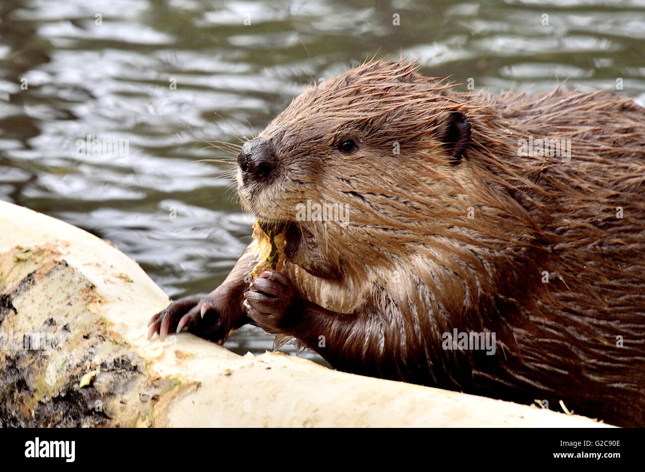 Ein wilder Biber "Castor-Canadenis", auf der Rinde der Espe Espenbaum Fütterung Stockfoto