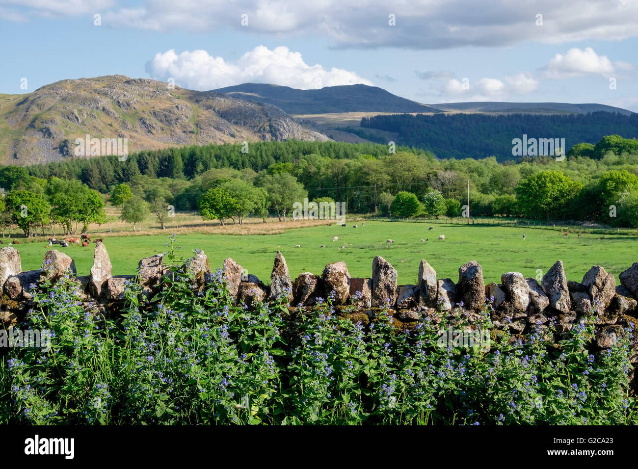 Einer traditionellen Steinmauer in einem Feld in Cumbria, Lake District. Stockfoto