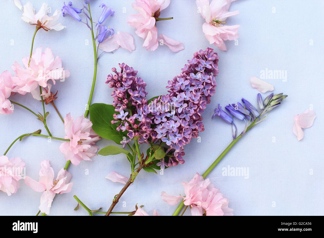 Frische, romantische lila Äste auf weißem dezenten Hintergrund Stockfoto