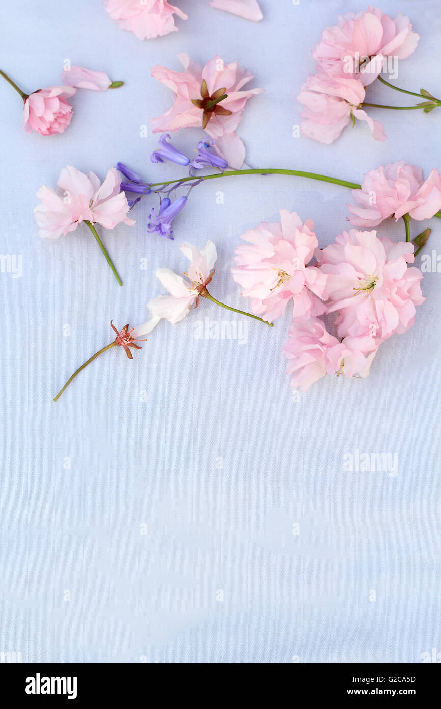 Wunderschöne, romantische Hintergrund mit rosa Kirschblüten und Glockenblumen Stockfoto