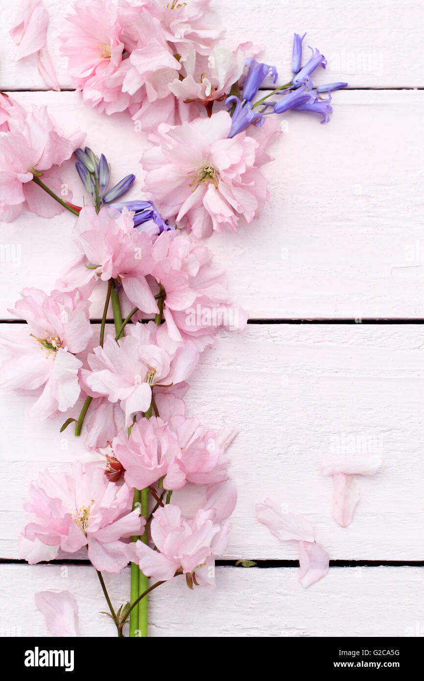 Schöne Blumen, Frühling Hintergrund mit japanischen Kirschblüten Blumen Stockfoto