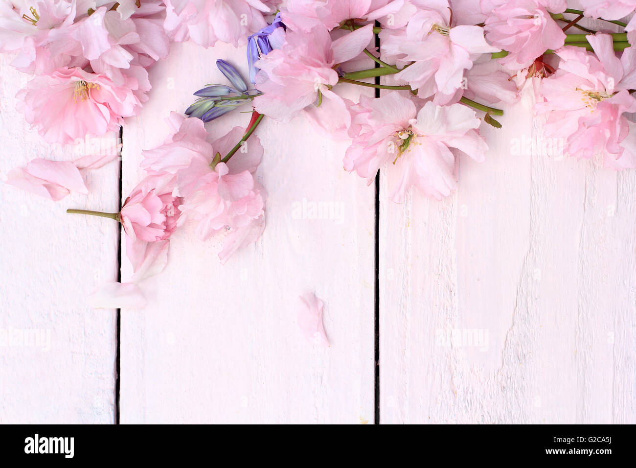 Schöne Blumen, Frühling Hintergrund mit japanischen Kirschblüten Blumen Stockfoto