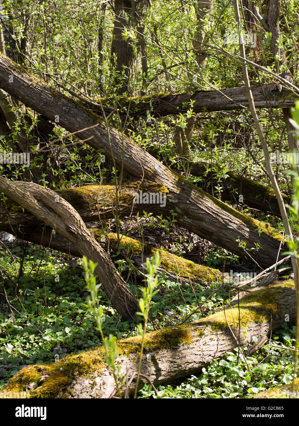 Frühling in einer norwegischen Holz, dichtes Unterholz drehen grün und Bäume mit Moos links nach Verfall auf natürliche Weise, Oslo Norwegen Stockfoto