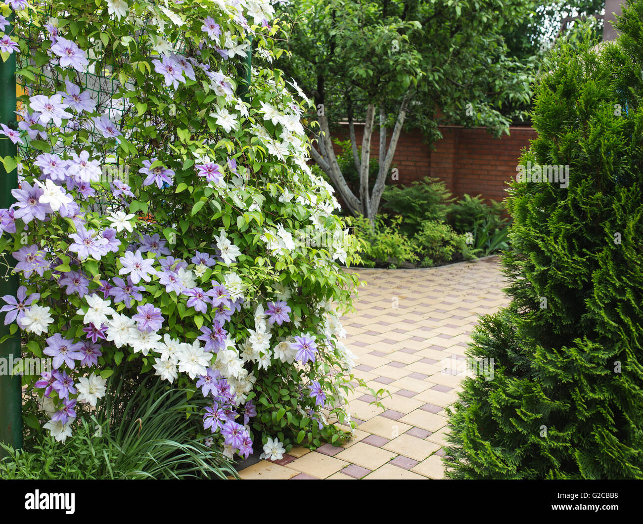 Clematis-Blüten vollständig bedeckt einen Zaun im heimischen Garten. Stockfoto