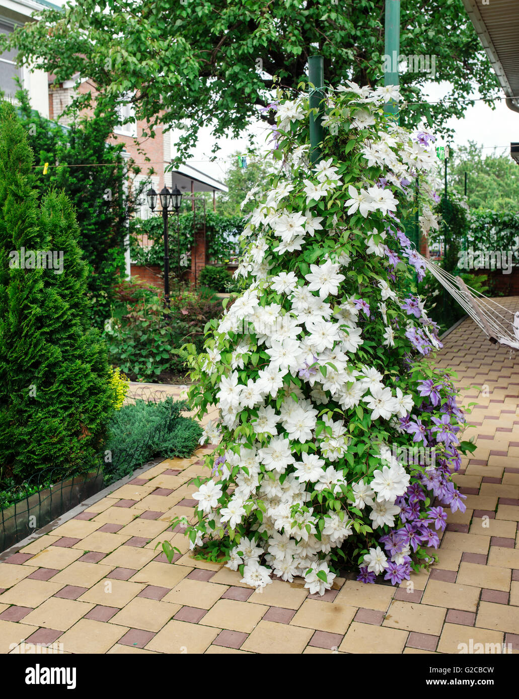 Clematis-Blüten vollständig bedeckt einen Zaun im heimischen Garten. Stockfoto