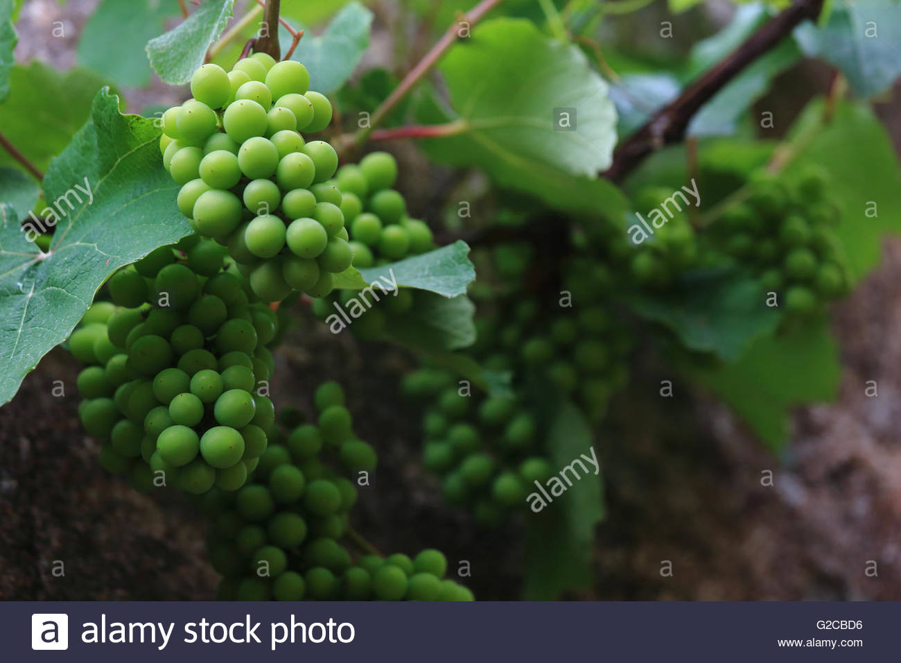 Grüne Trauben reifen in der Sommersonne am Mittelmeer Stockfoto