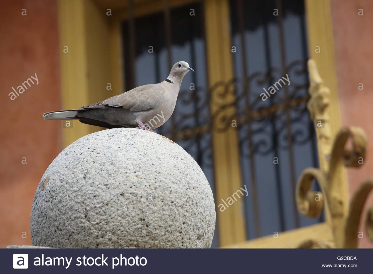 Ein Vogel bereitet sich auf die Flucht aus einer Steinsäule nehmen an einem Sommertag. Stockfoto