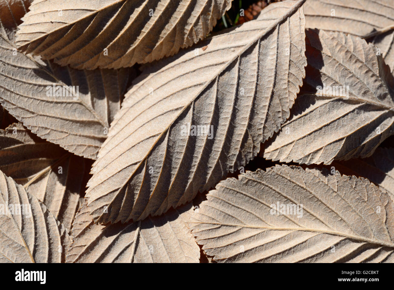 Blatt Muster oder Muster der Gemeinsamen Whitebeam, Sorbus aria, Blätter Stockfoto