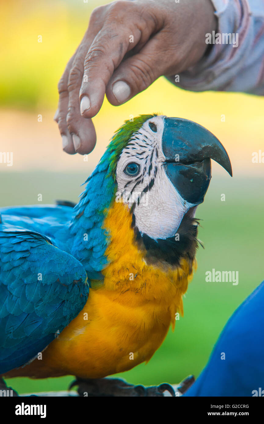 Ein blau-Ara von indischen Menschen als Haustier gehalten Stockfoto