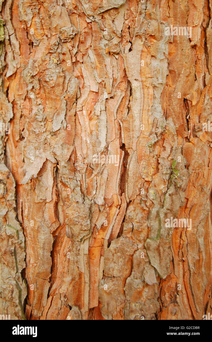 Braun Kiefer Rinde nah oben - Hintergrund Stockfoto