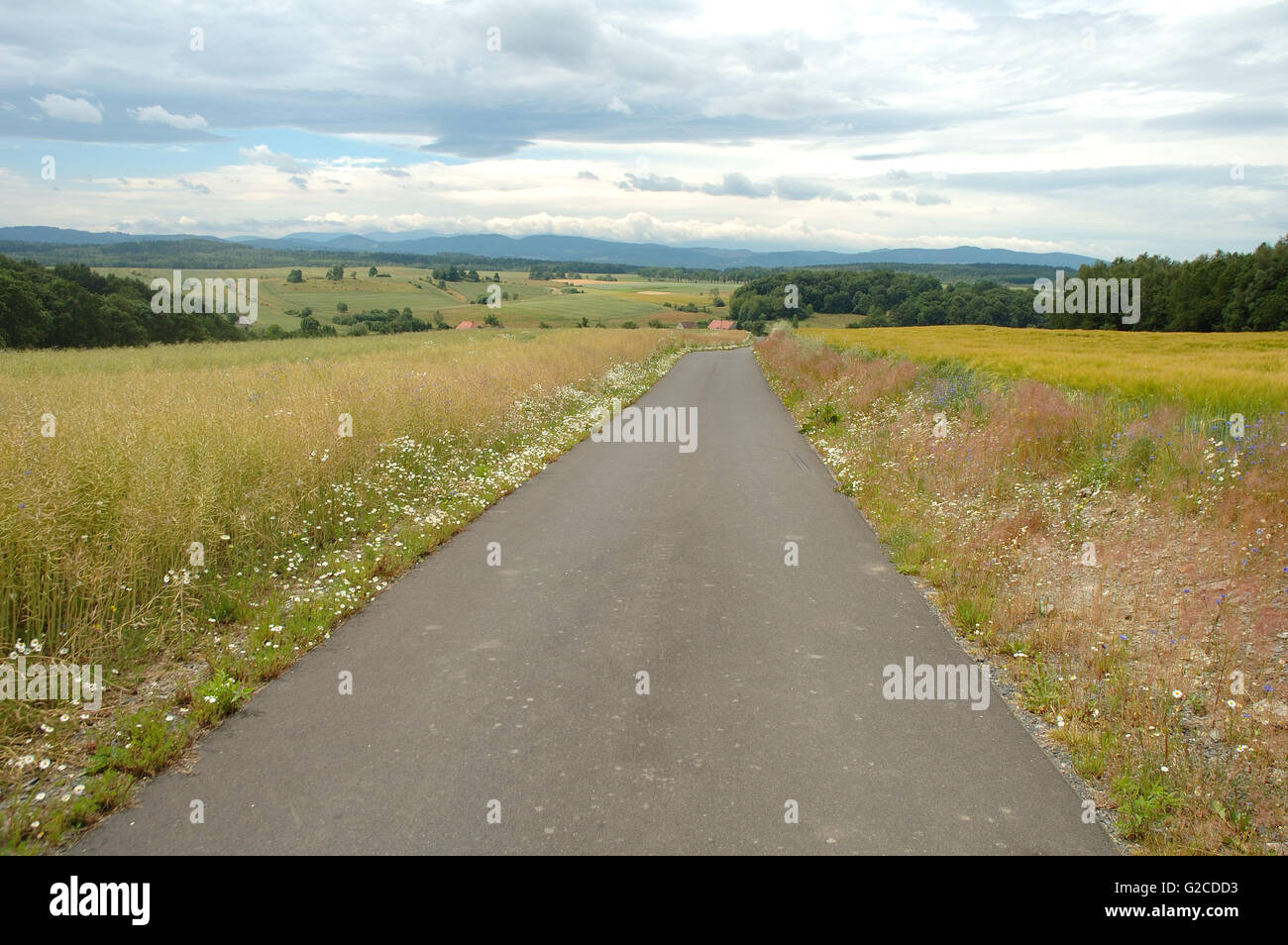 Landschaft-Straße zwischen Getreidefeldern Stockfoto