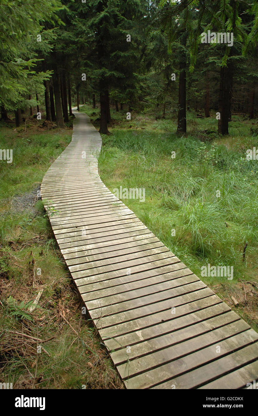 Holzbrücke am Radweg (Singletrails) im Wald Stockfoto