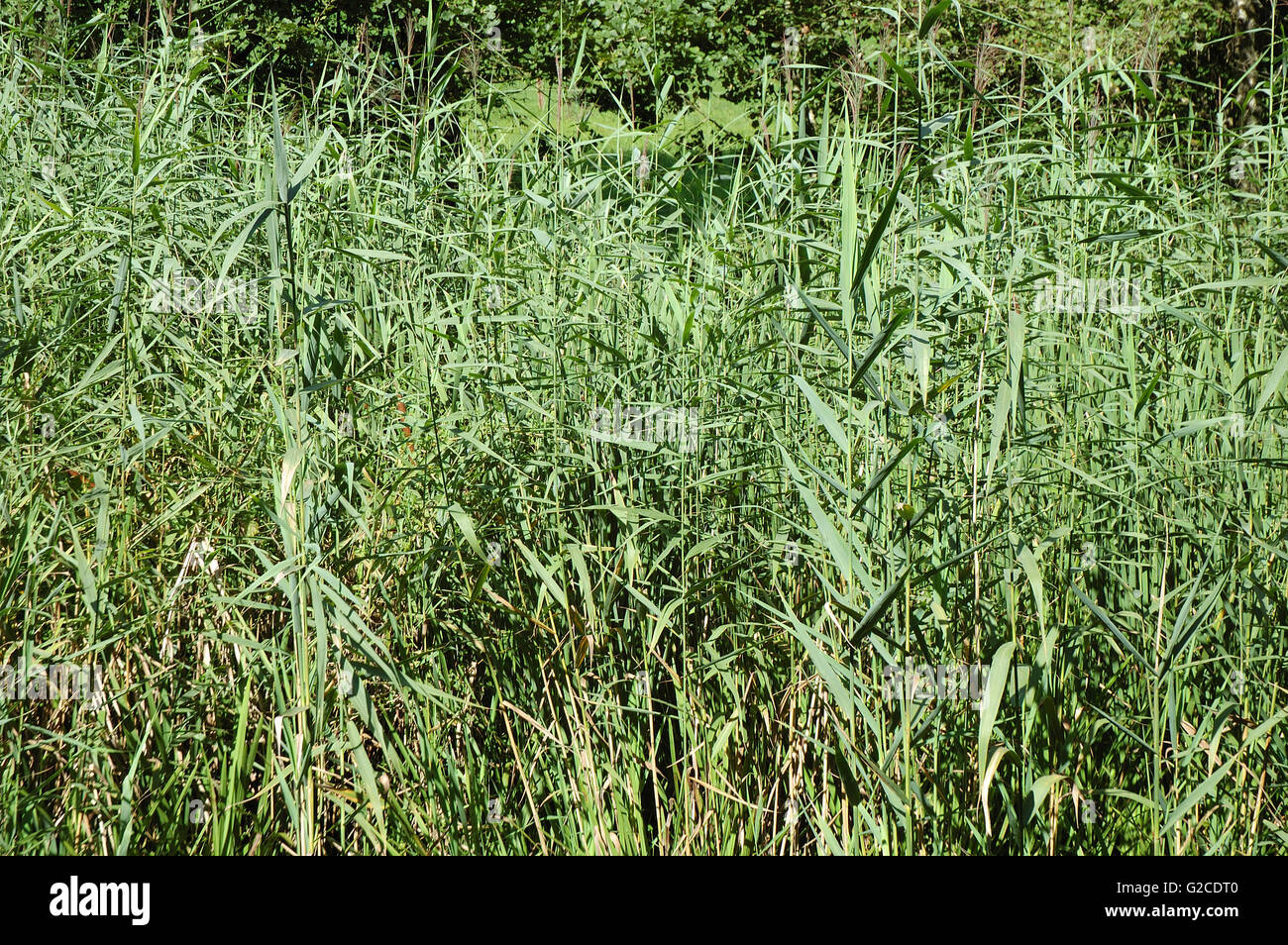 Rohrstock stehen am kleinen Teich-Ufer Stockfoto