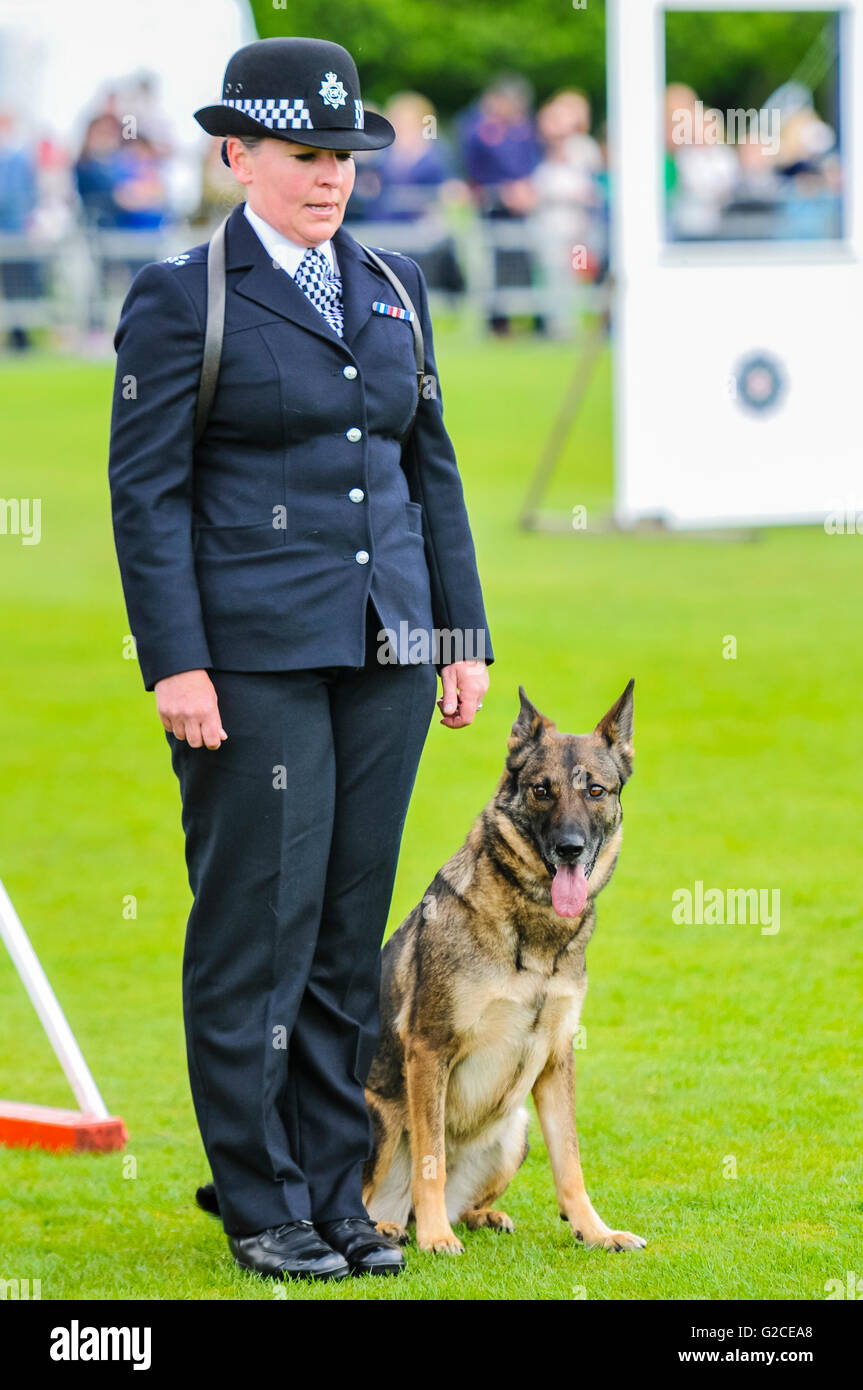 BELFAST, NORDIRLAND. 22. Mai 2016: Hundeführer PC Louise Bell von der Londoner Metropolitan Police mit ihrem Hund, MetPol Thames Annie, bei den 56. nationale UK Polizeihund Prozessen. Stockfoto