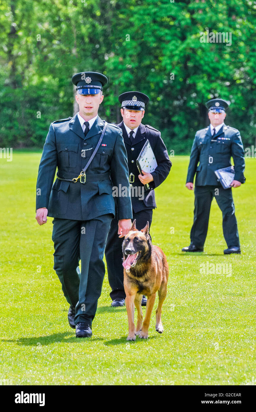 BELFAST, NORDIRLAND. 22. Mai 2016: Polizei Hund Mike ist durch seine Schritte bei den 56. nationale UK Polizeihund Trials versetzen, während zwei Richter blicken auf. Stockfoto