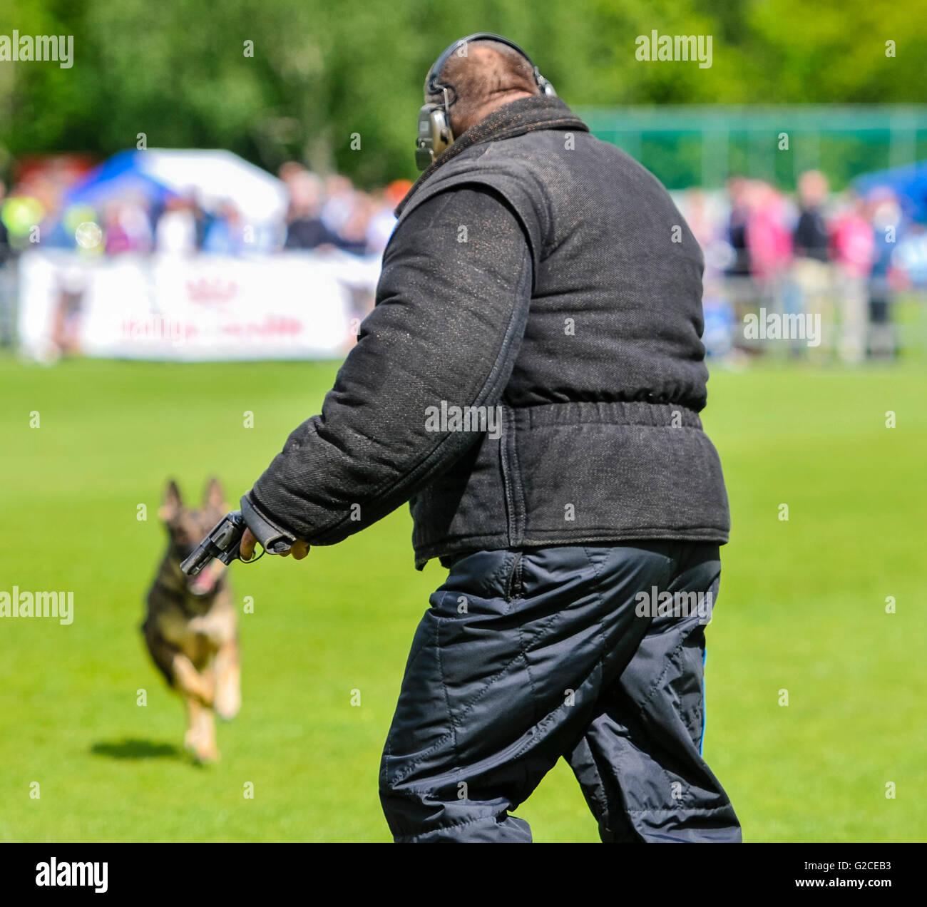 Ein Polizeihund rennt einen Mann mit einer Pistole während Angriff Hundetraining deaktivieren Stockfoto