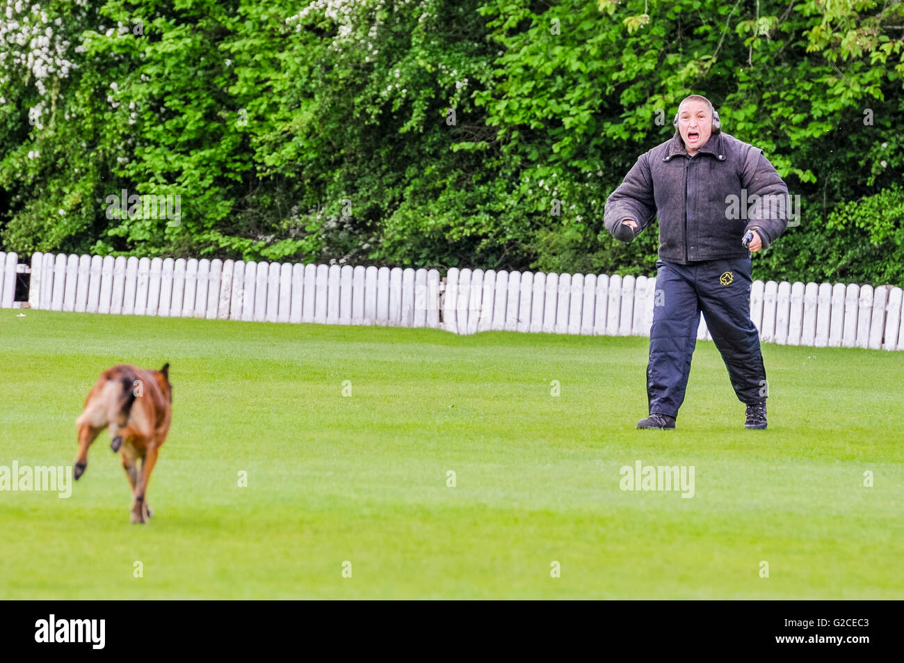 Ein Polizeihund rennt einen Mann mit einer Pistole während Angriff Hundetraining deaktivieren Stockfoto