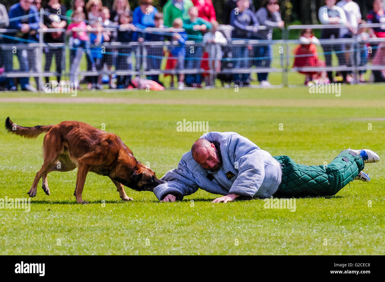 Ein Polizeihund zieht einen Mann auf den Boden während Angriff Hundetraining Stockfoto