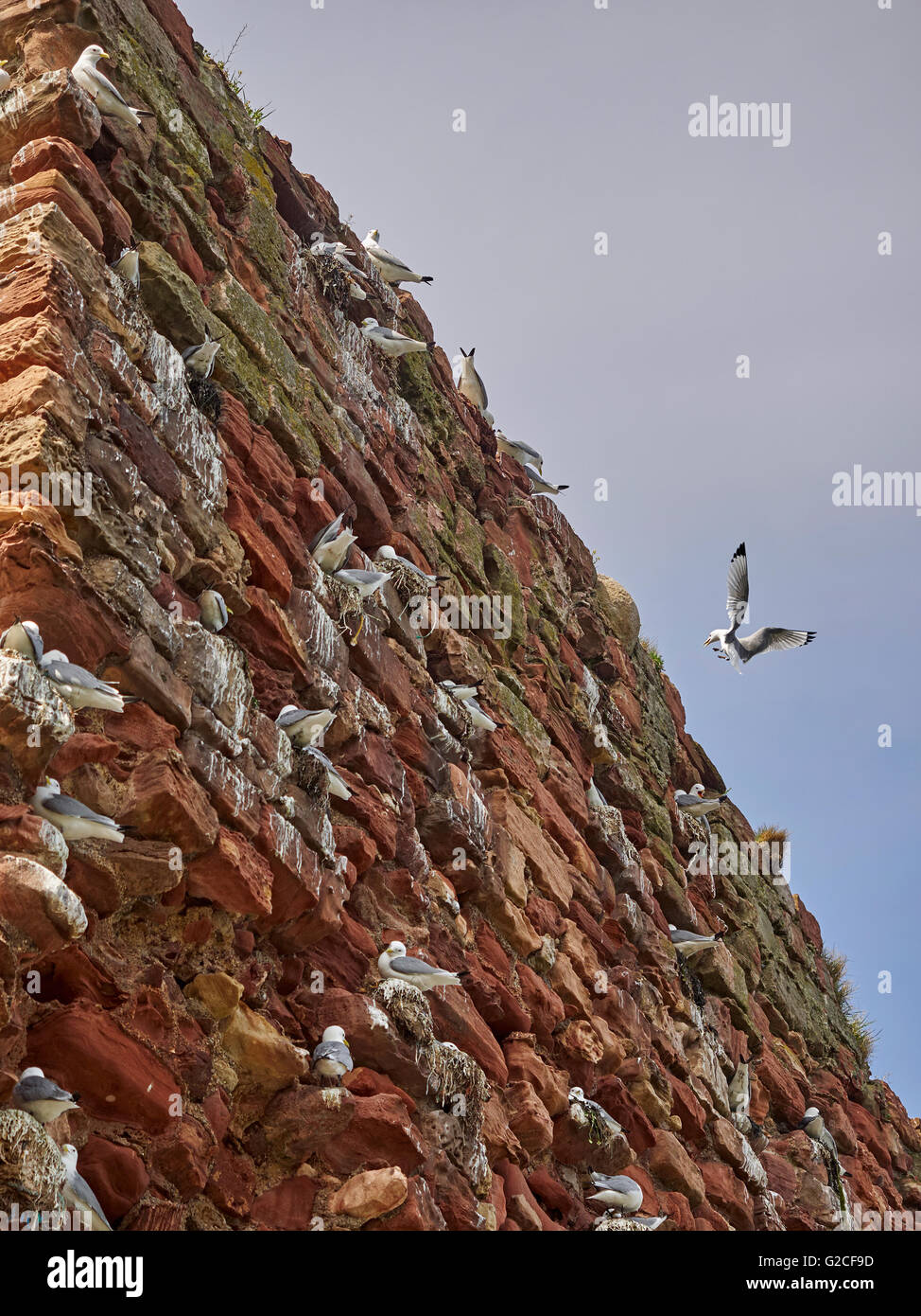 Dunbar Burgruine Hafen Kittiwake Kolonie Firth of Forth Schottland Zucht Stockfoto