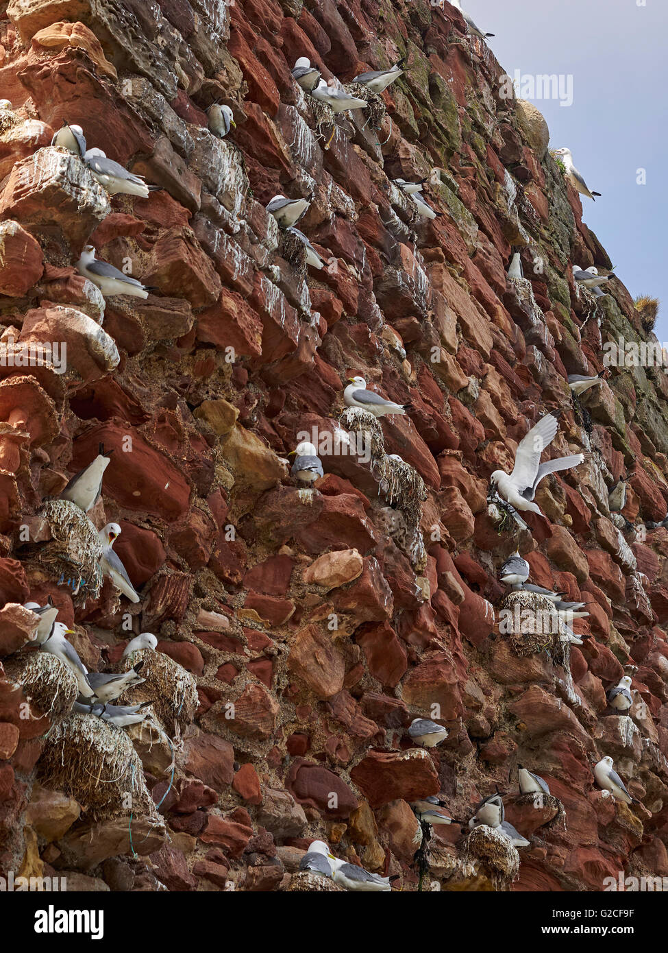 Dunbar Burgruine Hafen Kittiwake Kolonie Firth of Forth Schottland Zucht Stockfoto